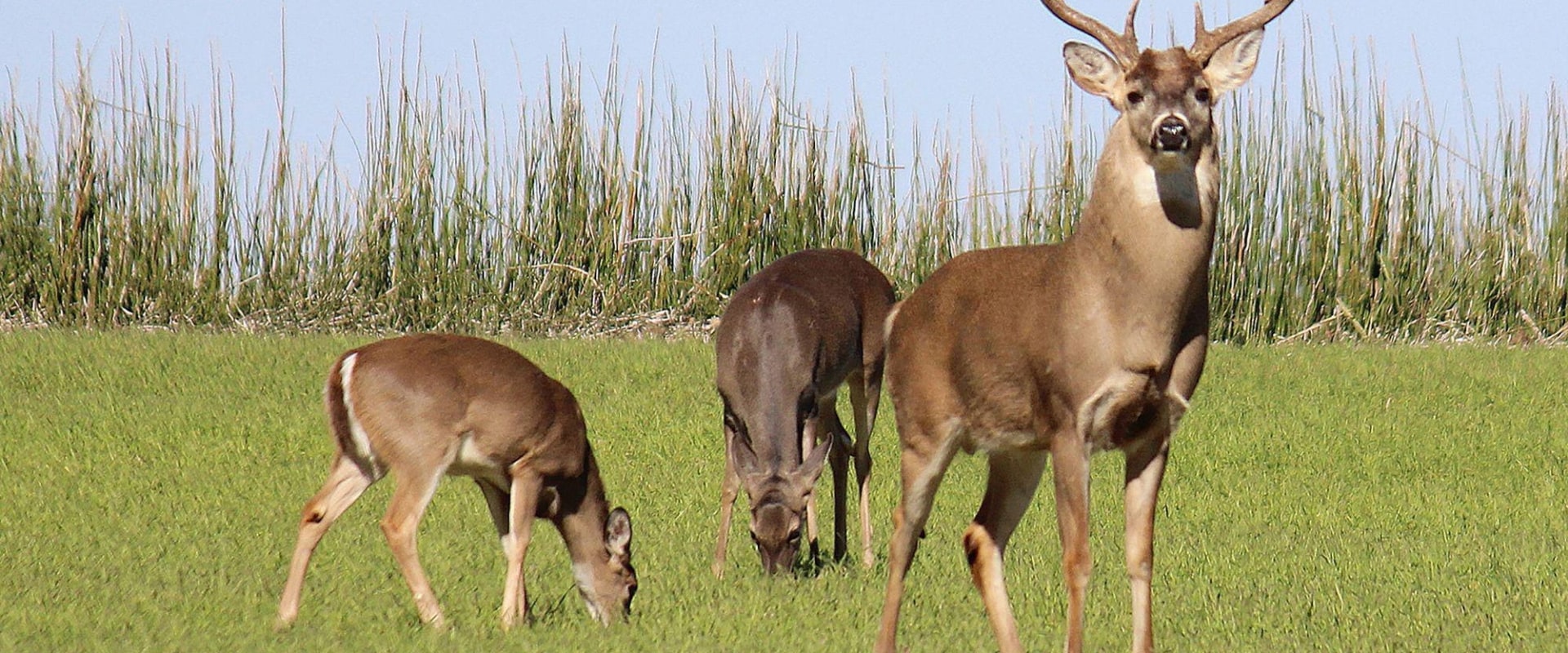 Is wild venison safe to eat?
