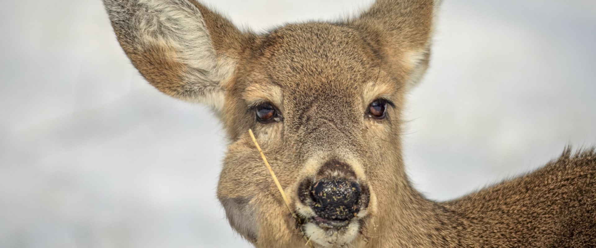 Do wild deer have parasites?