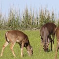Is wild venison safe to eat?