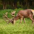 How To Make The Best Wild Game Recipes For Hunting Trips