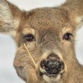 Do wild deer have parasites?