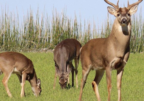 Is wild venison safe to eat?