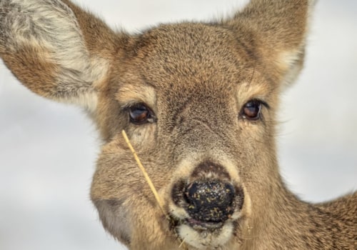 Do wild deer have parasites?